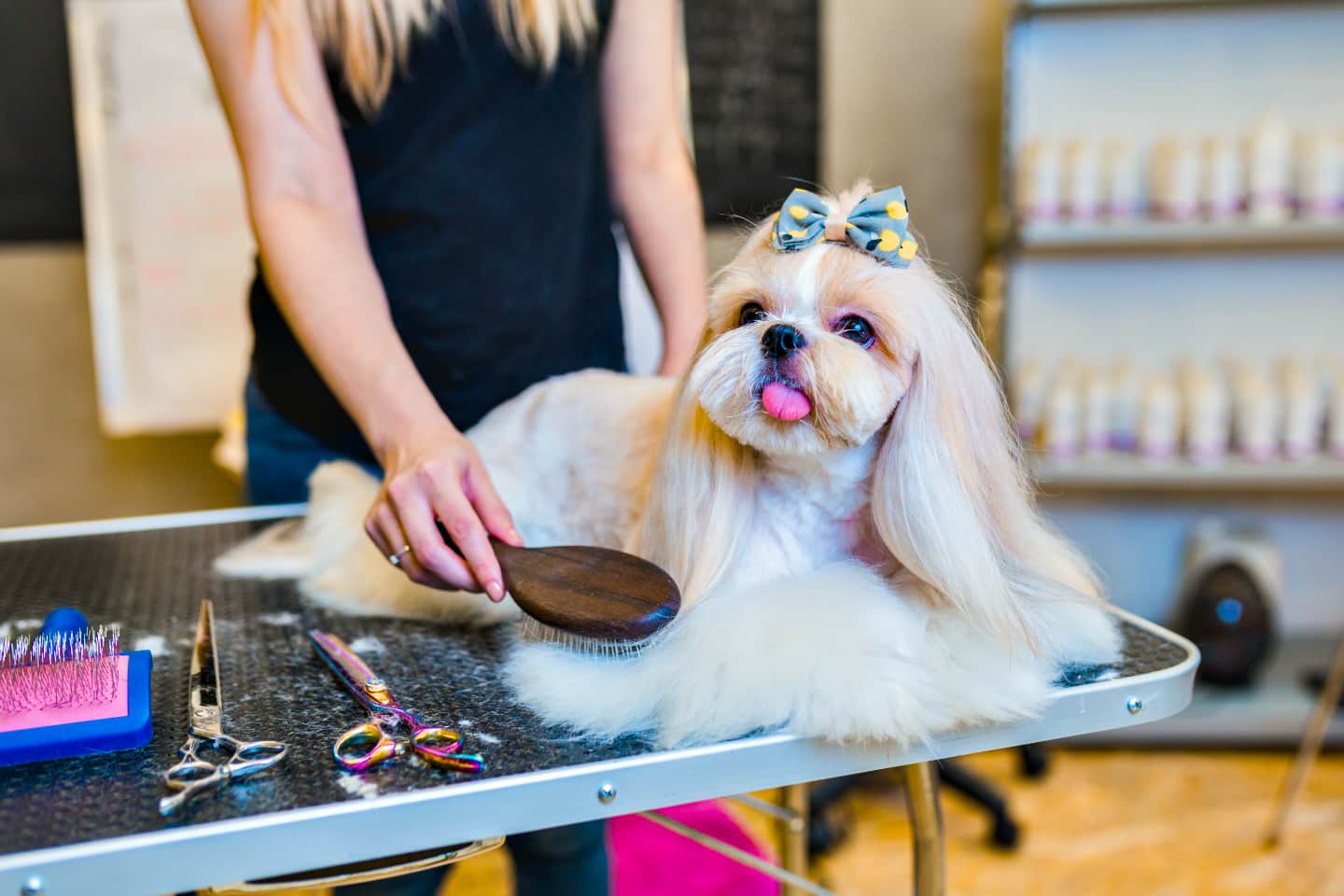 Groomer brushes dog coat.