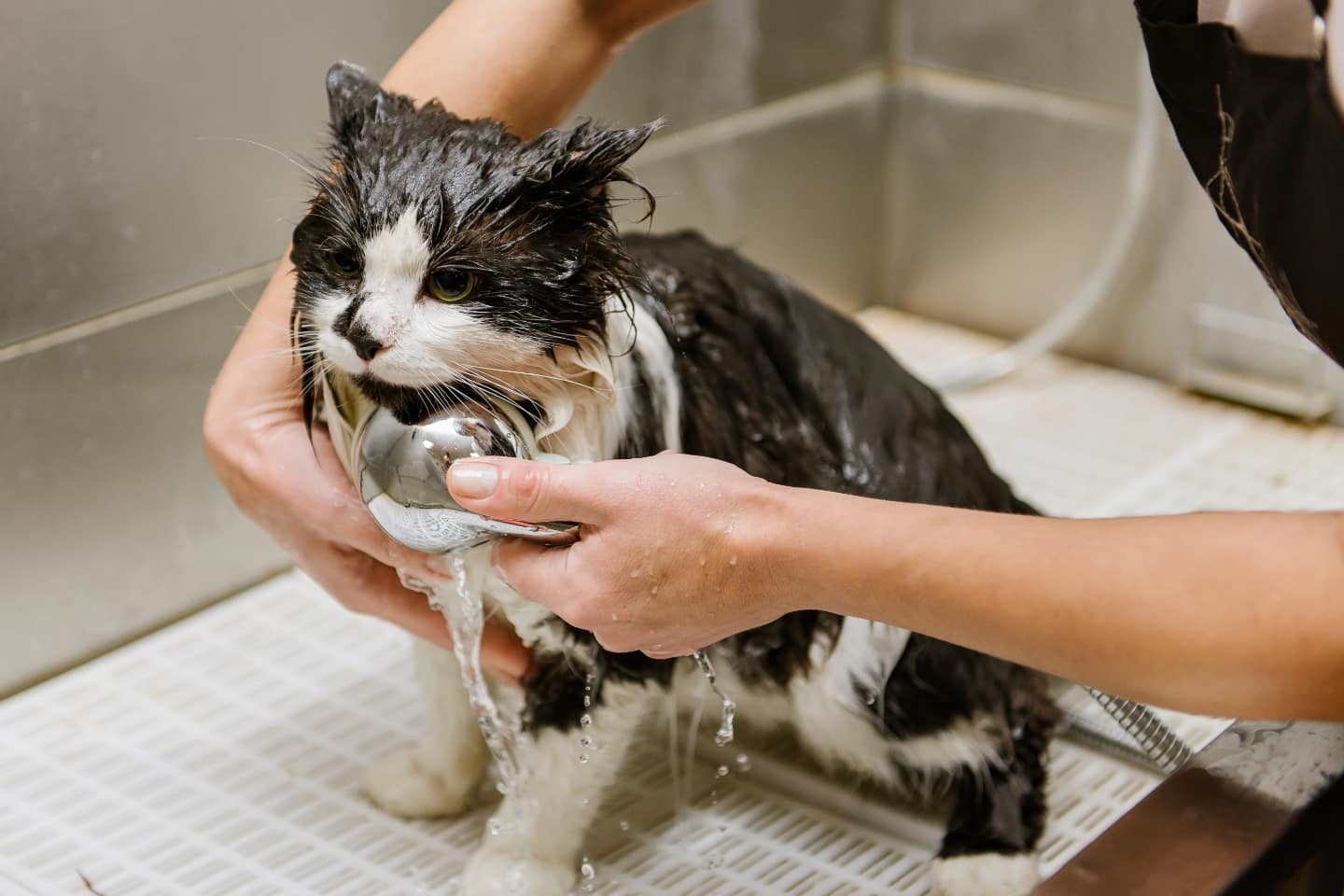 A cat is being rinsed.