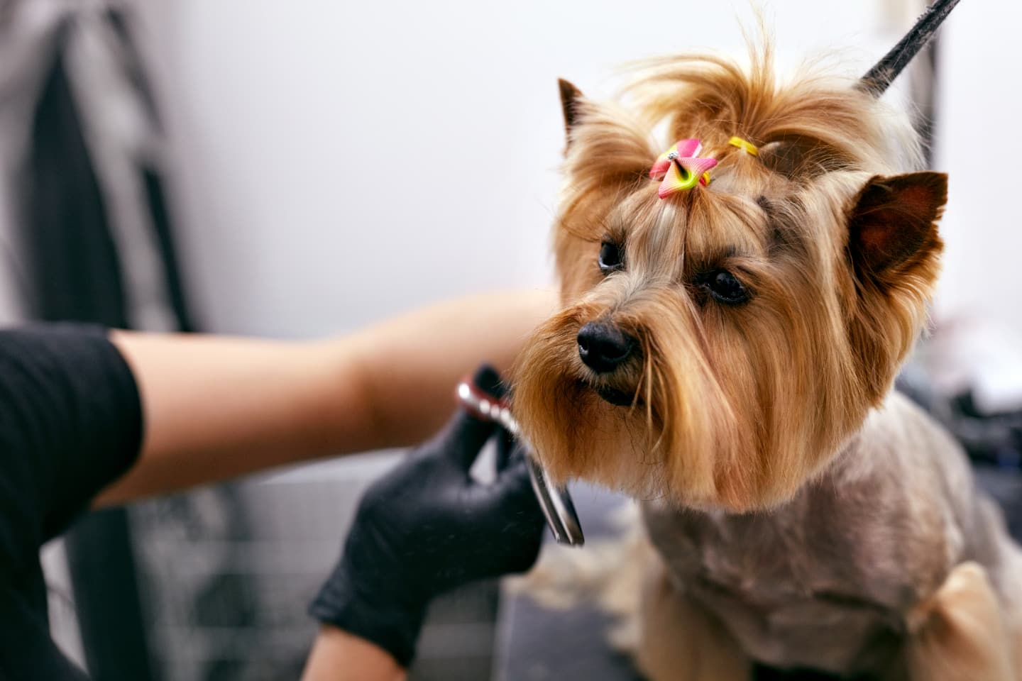 Groomer trims beard on small dog.