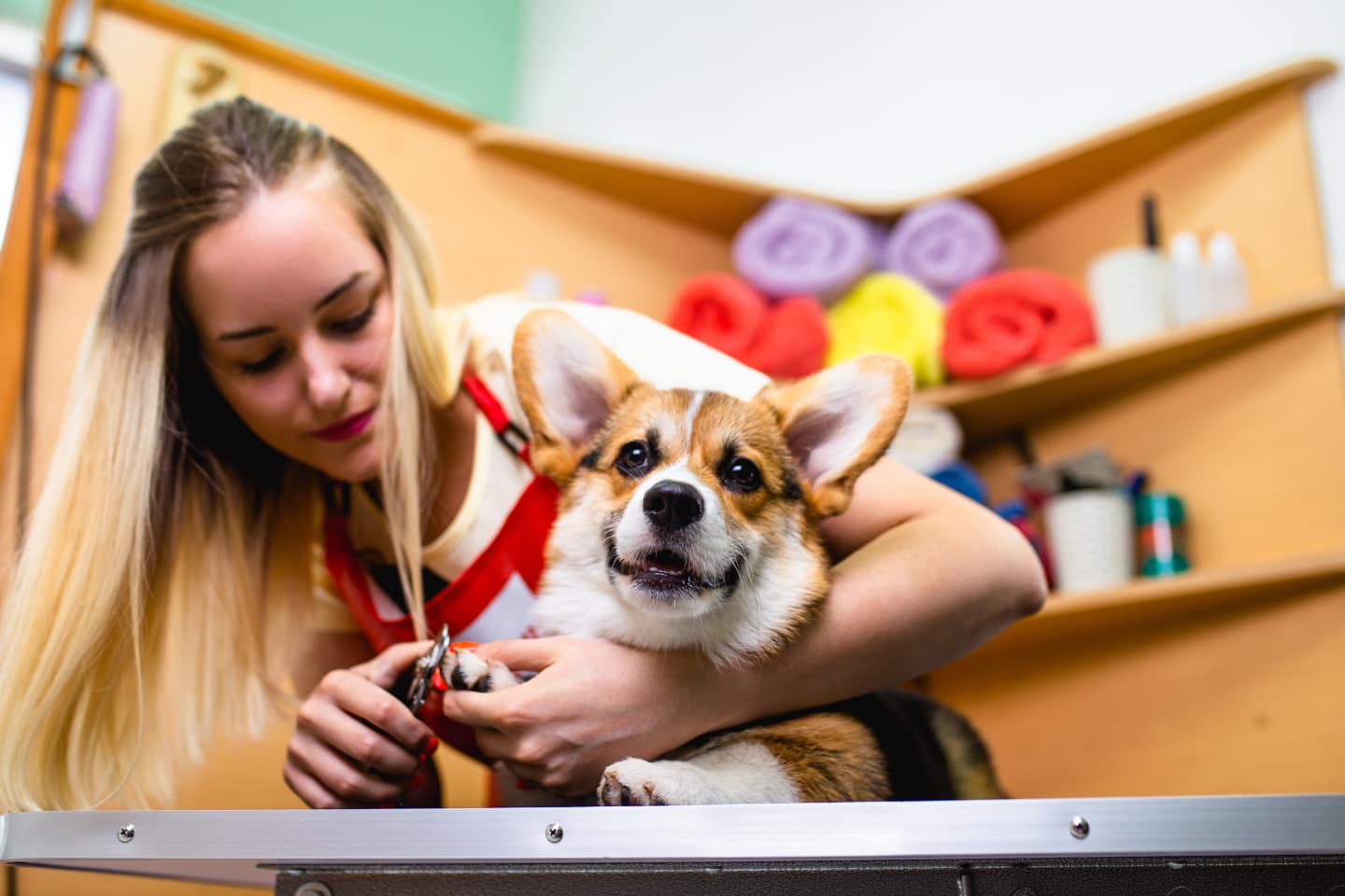 Groomer trims dog nails.