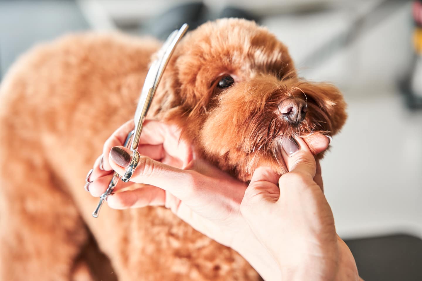Poodle dog is being groomed.